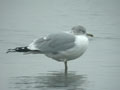 Goéland cendré Larus canus