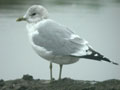 Goéland cendré Larus canus