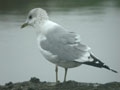 Goéland cendré Larus canus