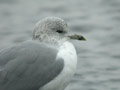 Goéland cendré Larus canus