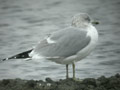 Goéland cendré Larus canus