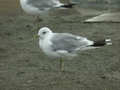 Goéland cendré Larus canus