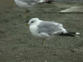 Goéland cendré Larus canus