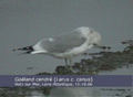 Go&eacute;land cendr&eacute; Larus canus