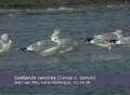 Go&eacute;land cendr&eacute; Larus canus