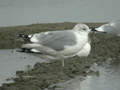 Goéland cendré Larus canus