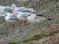 Goéland cendré Larus canus