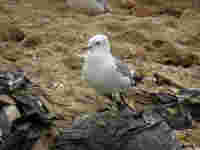 Goéland cendré Larus canus