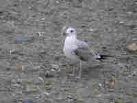 Goéland cendré Larus canus