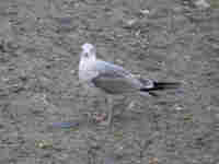 Goéland cendré Larus canus