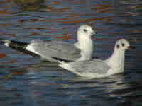 Goéland cendré Larus canus