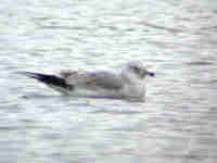 Goéland cendré Larus canus