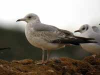 Goéland cendré Larus canus