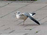 Goéland cendré Larus canus