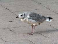 Goéland cendré Larus canus