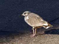 Goéland cendré Larus canus