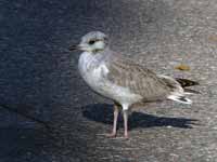 Goéland cendré Larus canus