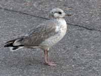 Goéland cendré Larus canus