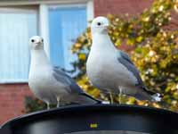 Goéland cendré Larus canus