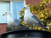 Goéland cendré Larus canus