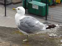 Goéland cendré Larus canus