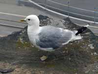 Goéland cendré Larus canus