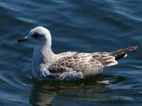 Goéland cendré Larus canus