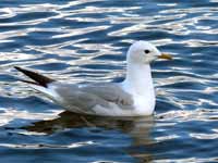 Goéland cendré Larus canus