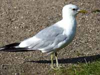 Goéland cendré Larus canus