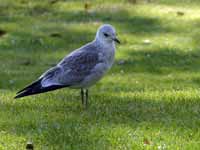 Goéland cendré Larus canus