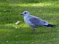 Goéland cendré Larus canus