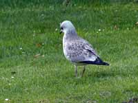 Goéland cendré Larus canus