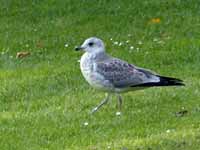 Goéland cendré Larus canus