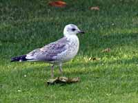 Goéland cendré Larus canus