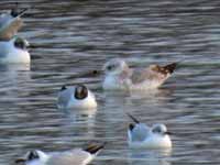 Goéland cendré Larus canus