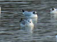 Goéland cendré Larus canus