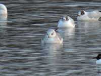 Goéland cendré Larus canus