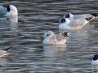 Goéland cendré Larus canus