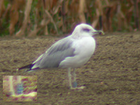 Goéland leucophée Larus michahellis