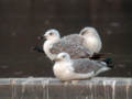 Goéland leucophée Larus michahellis