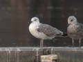 Goéland leucophée Larus michahellis