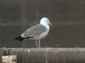 Goéland leucophée Larus michahellis