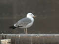 Goéland leucophée Larus michahellis