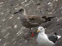 Goéland cantabrique Larus michahellis 'lusitanius' 5·BLF