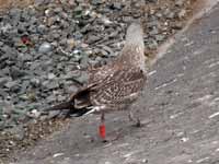 Goéland cantabrique Larus michahellis 'lusitanius' 5·BLF