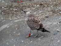 Goéland cantabrique Larus michahellis 'lusitanius' 5·BLF