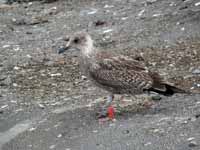 Goéland cantabrique Larus michahellis 'lusitanius' 5·BLF