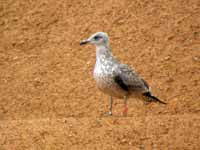 Goéland cantabrique Larus michahellis 'lusitanius' 5·BLF