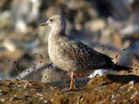 Goéland cantabrique Larus michahellis 'lusitanius' 5·BLF