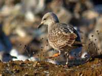 Goéland cantabrique Larus michahellis 'lusitanius' 5·BLF